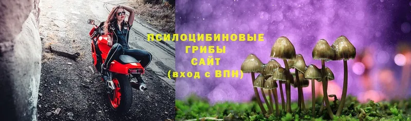 Галлюциногенные грибы Cubensis  Качканар 